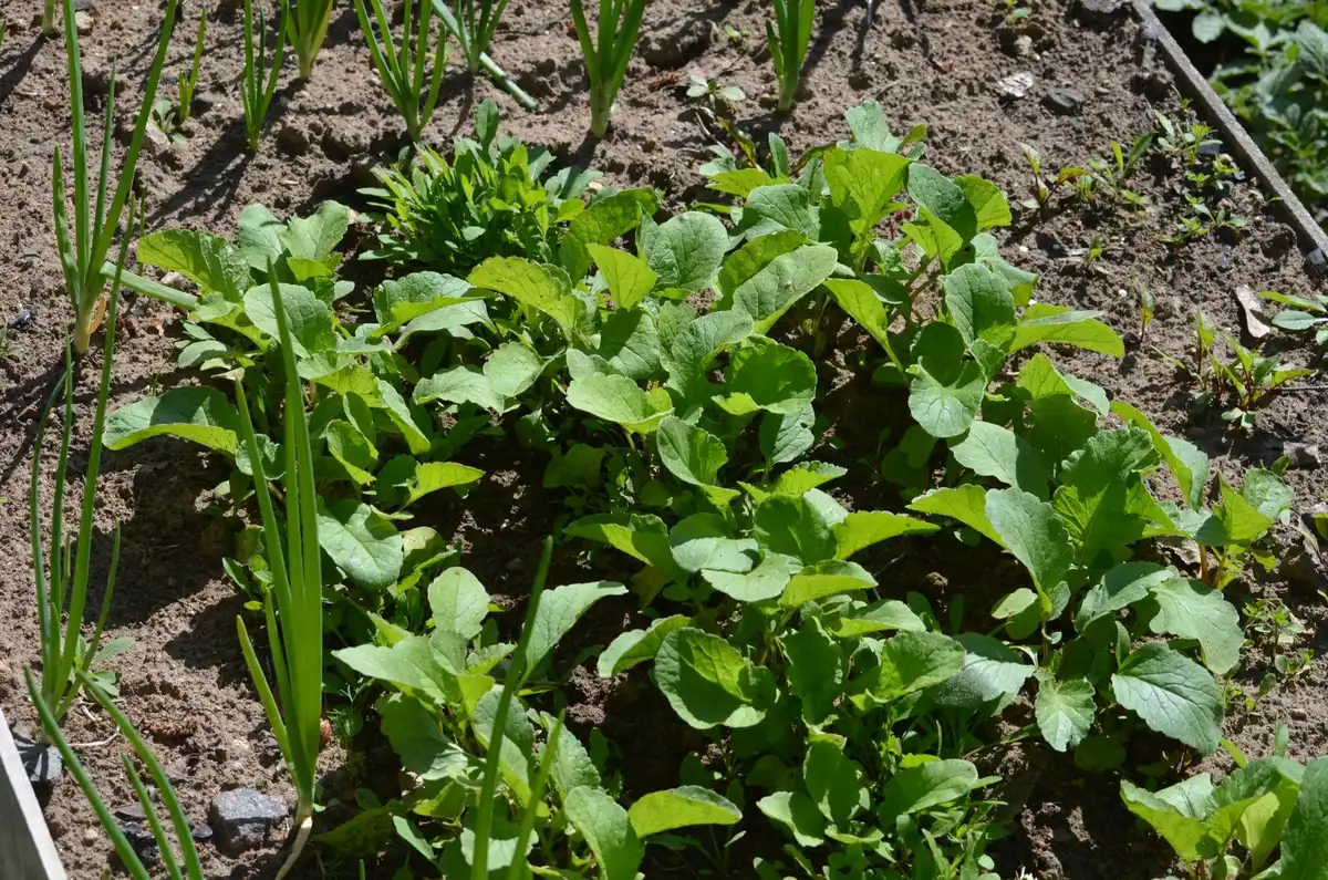 Vasche orticole in acciaio verniciato con pomodori, zucchine e erbe aromatiche su terrazzo