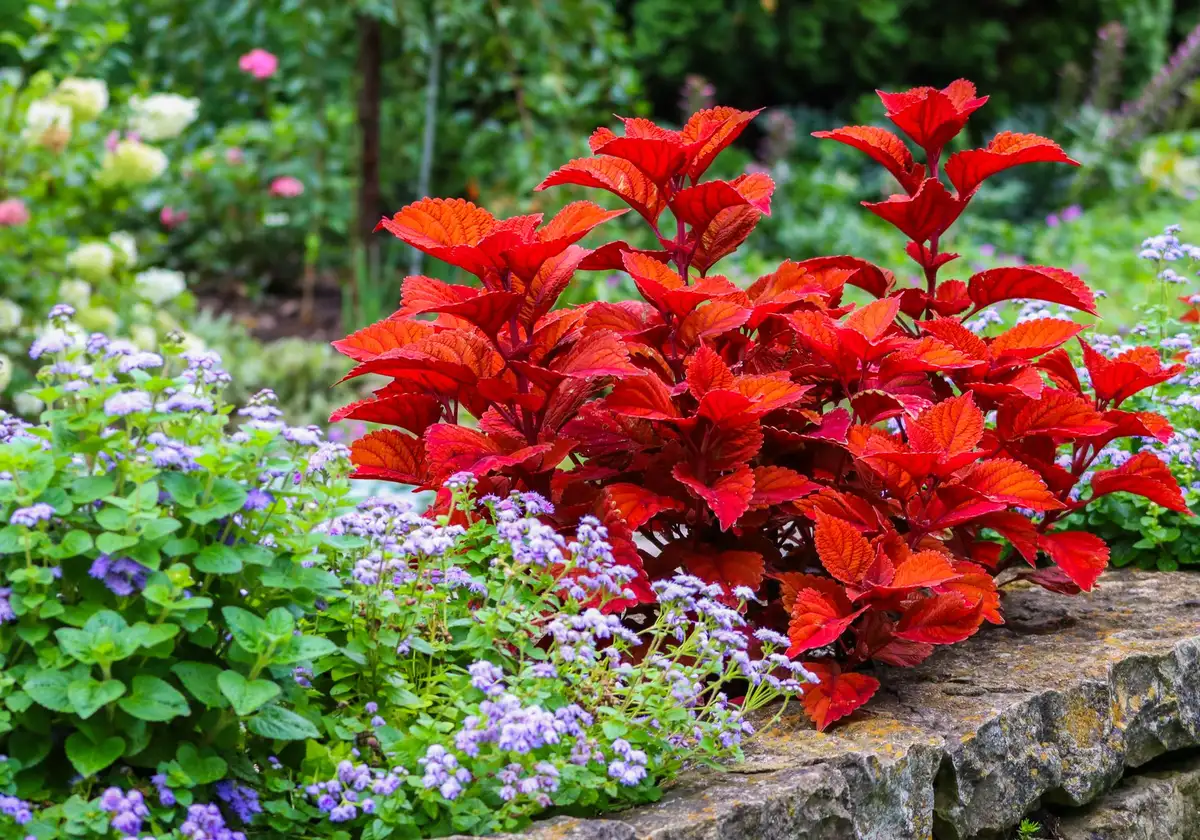 Fioriere con arbusti ornamentali, rose e piante tappezzanti disposte su terrazzo
