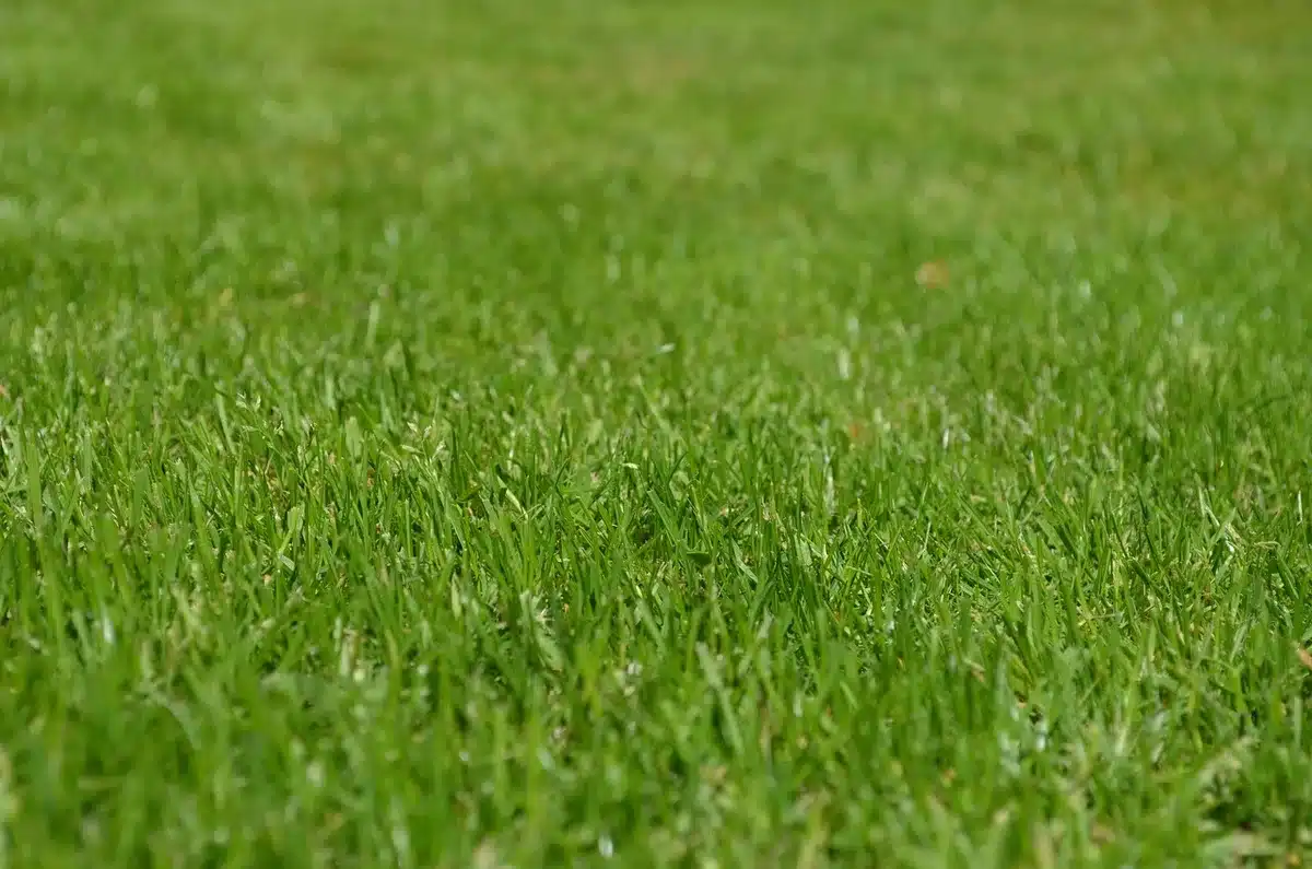 Giardino trascurato con siepi alte e prato irregolare visto da distanza