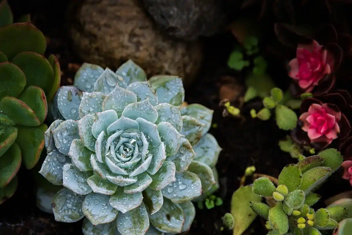 Primo piano di sedum su tetto estensivo, piante succulente in tappeto compatto